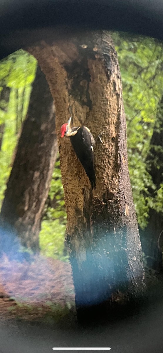 Pileated Woodpecker - ML466391201