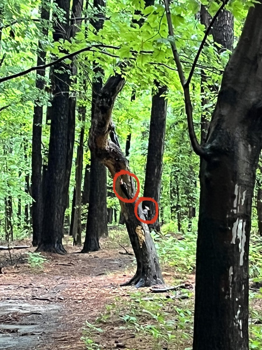 Pileated Woodpecker - ML466391241