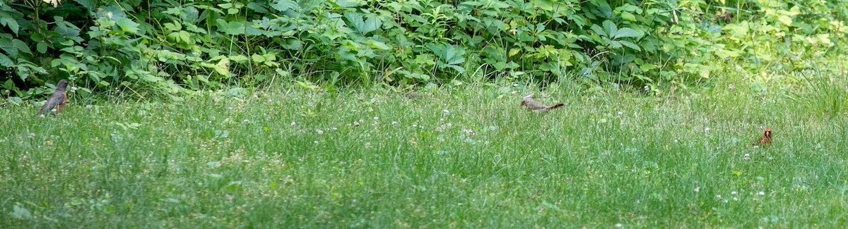 American Robin - ML466391351