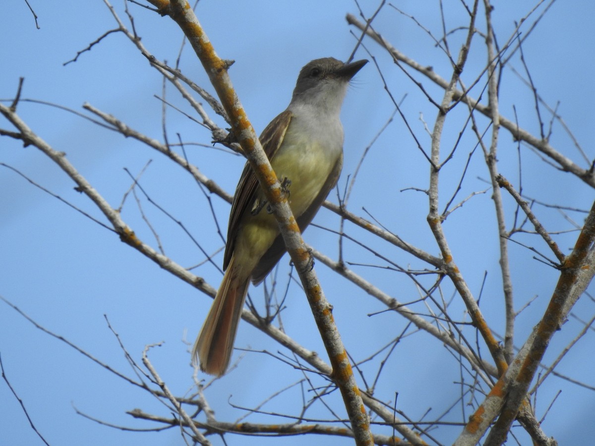 Brown-crested Flycatcher - ML466391471