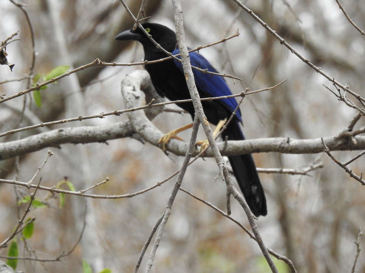 Purplish-backed Jay - ML466391571