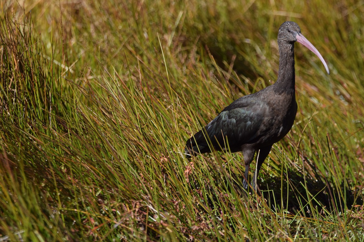 Puna Ibis - Paul Vandenbussche