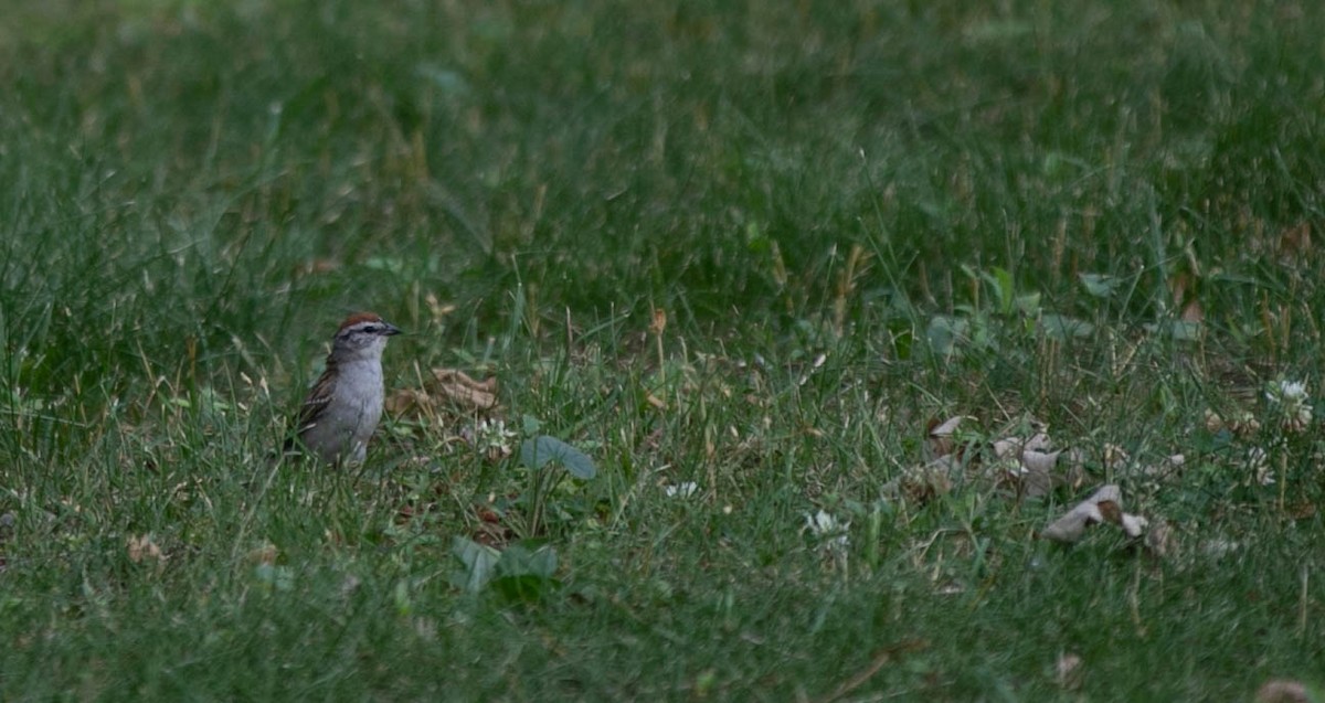 Chipping Sparrow - Byron & Karyl Rice