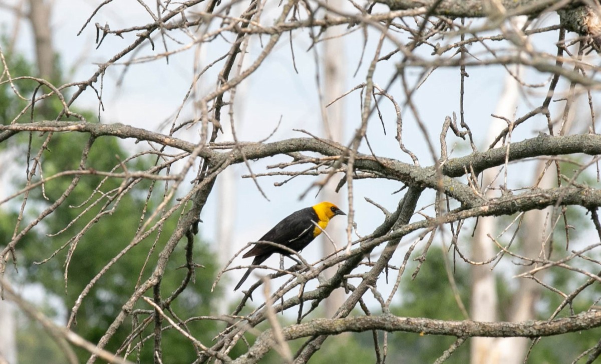 Yellow-headed Blackbird - Byron & Karyl Rice