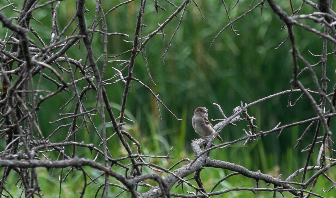 House Sparrow - ML466394371