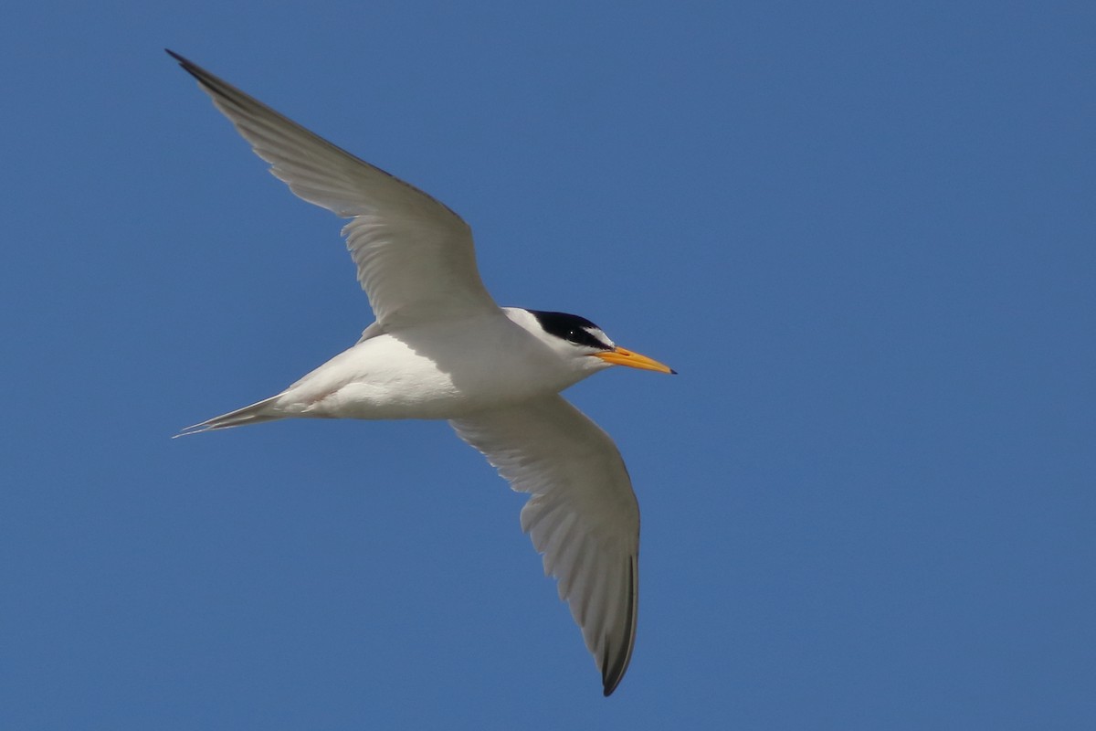 Least Tern - ML466394671