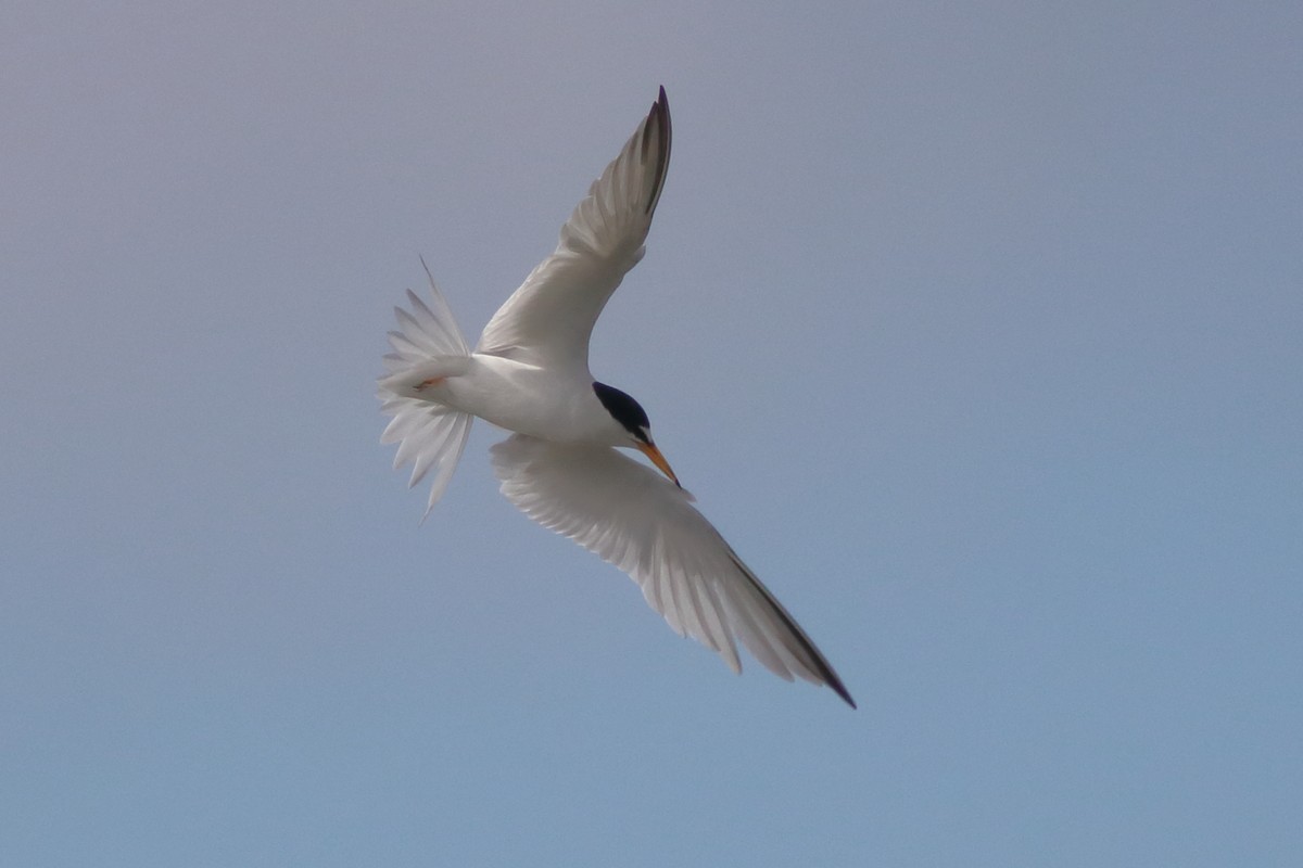 Least Tern - ML466394751