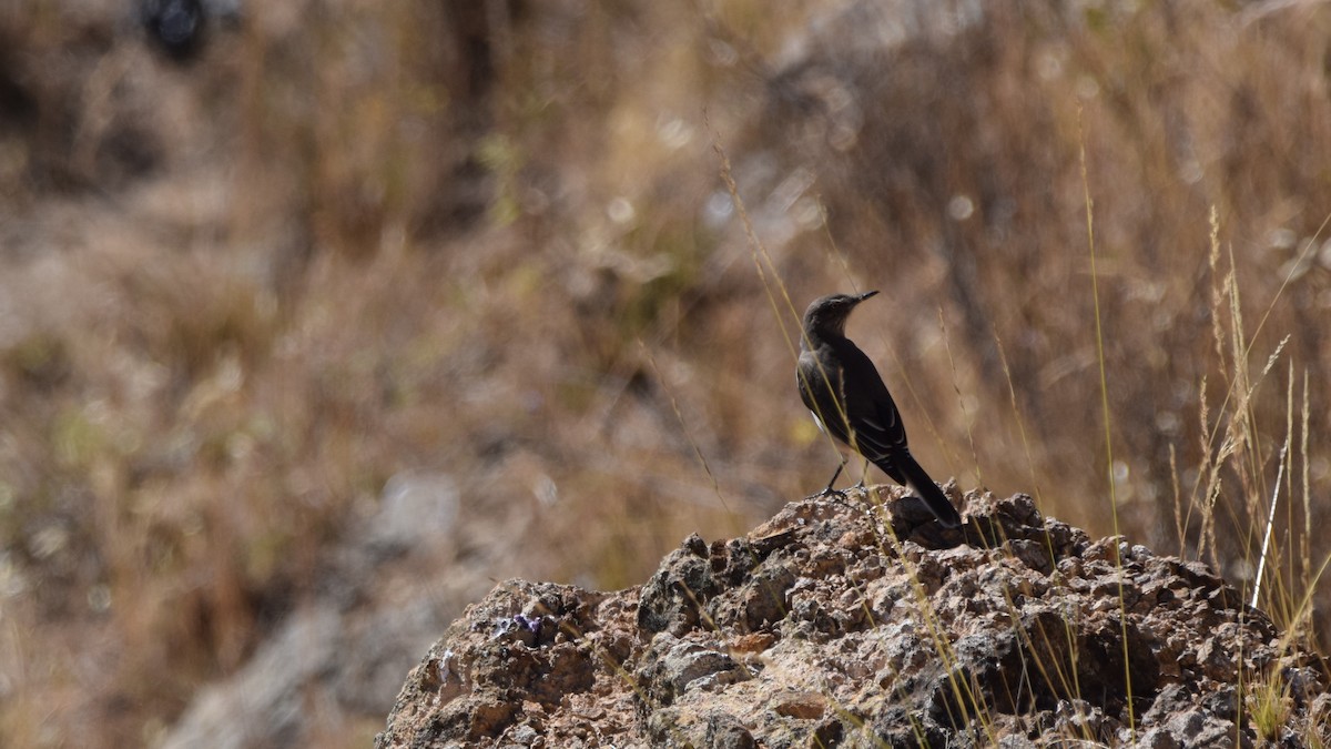 Black-billed Shrike-Tyrant - Paul Vandenbussche