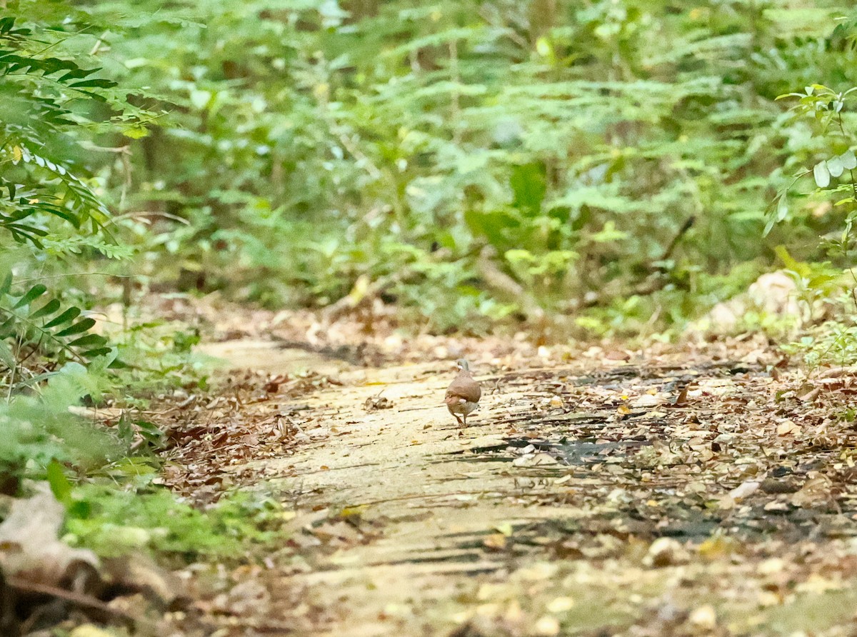 Key West Quail-Dove - ML466396301