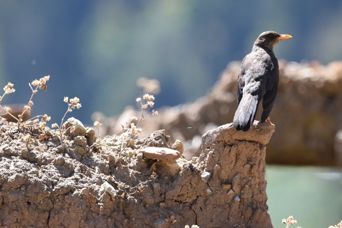 Chiguanco Thrush - ML466396461