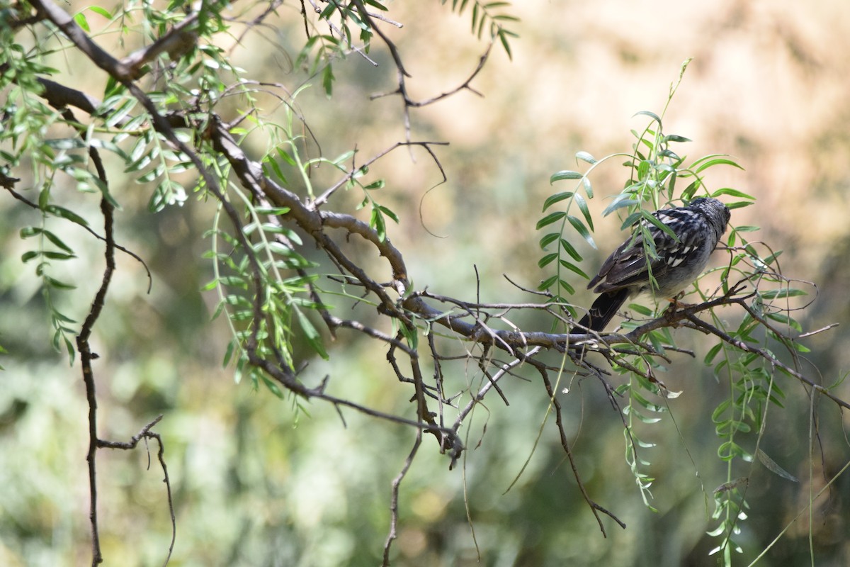 Mourning Sierra Finch - Paul Vandenbussche