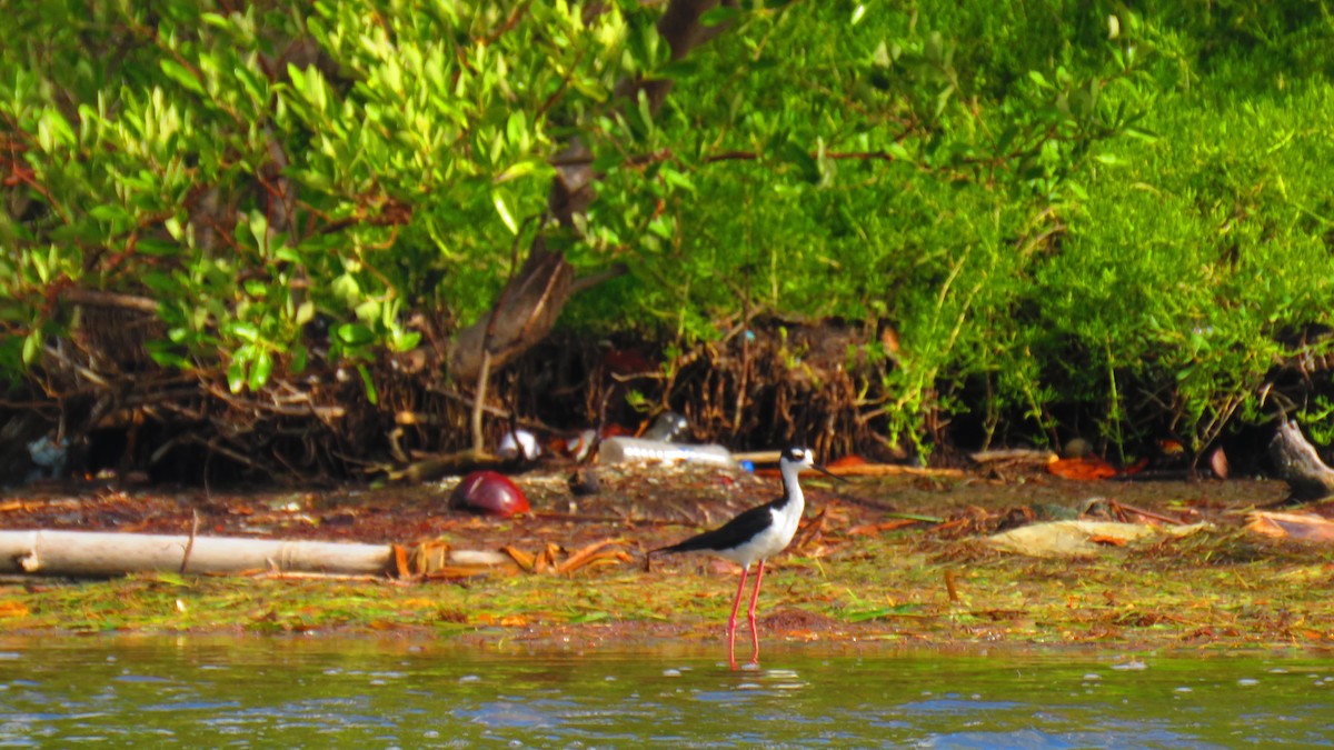 Black-necked Stilt - ML466396901
