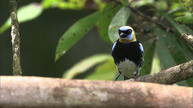 Golden-hooded Tanager - ML466397