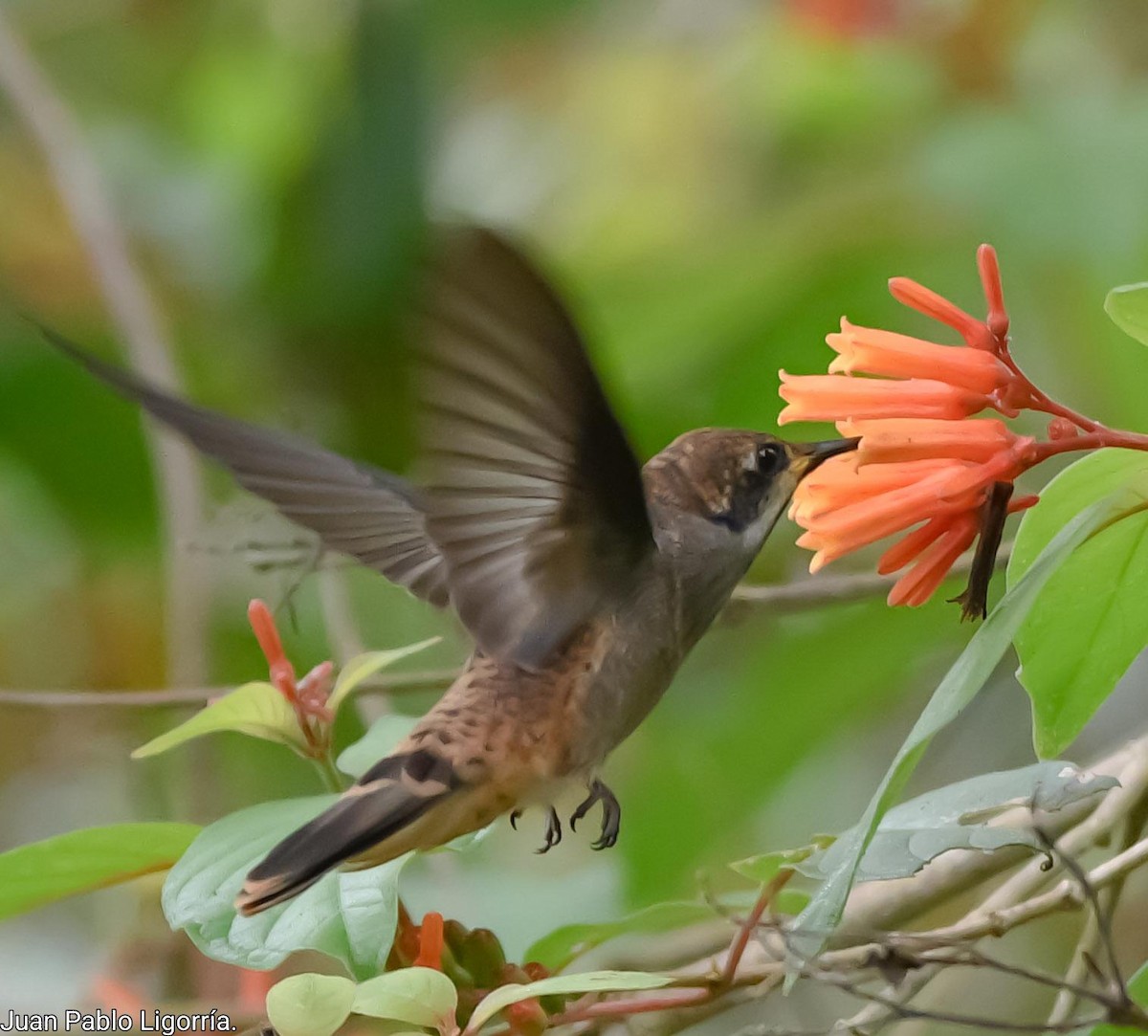 kolibřík fialovouchý - ML466397511
