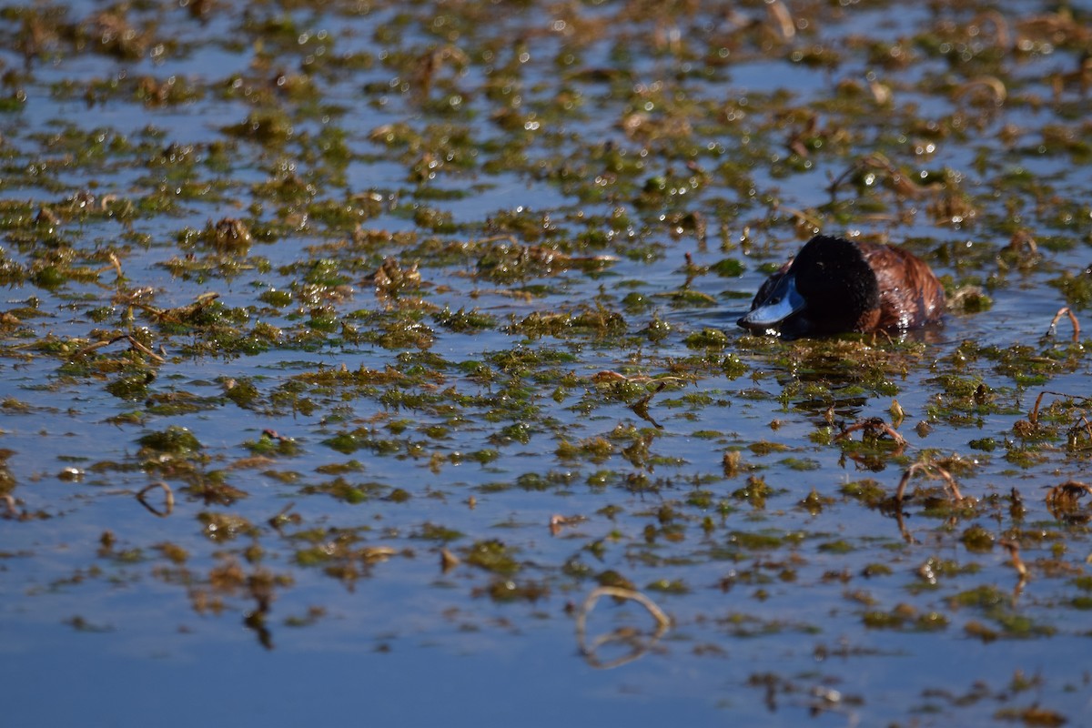 Andean Duck - ML466397621