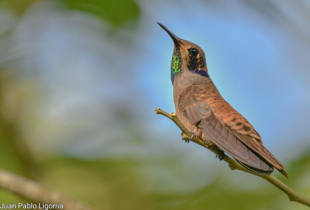 kolibřík fialovouchý - ML466397651