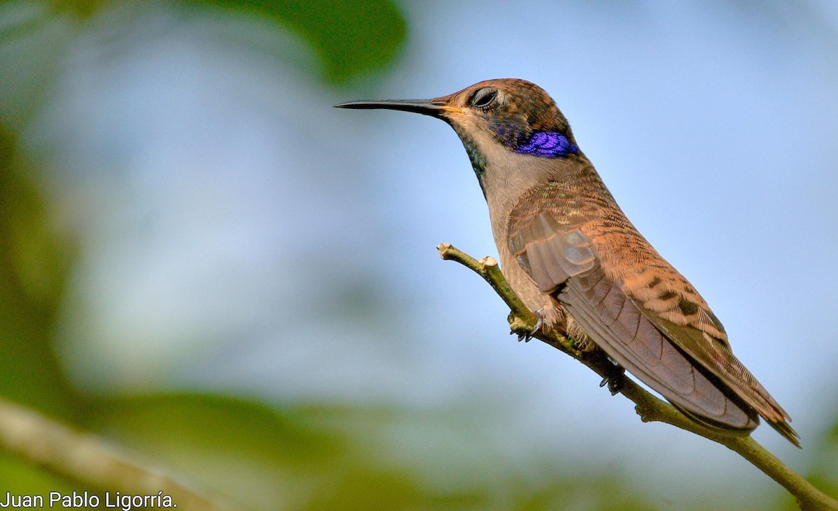 kolibřík fialovouchý - ML466397661