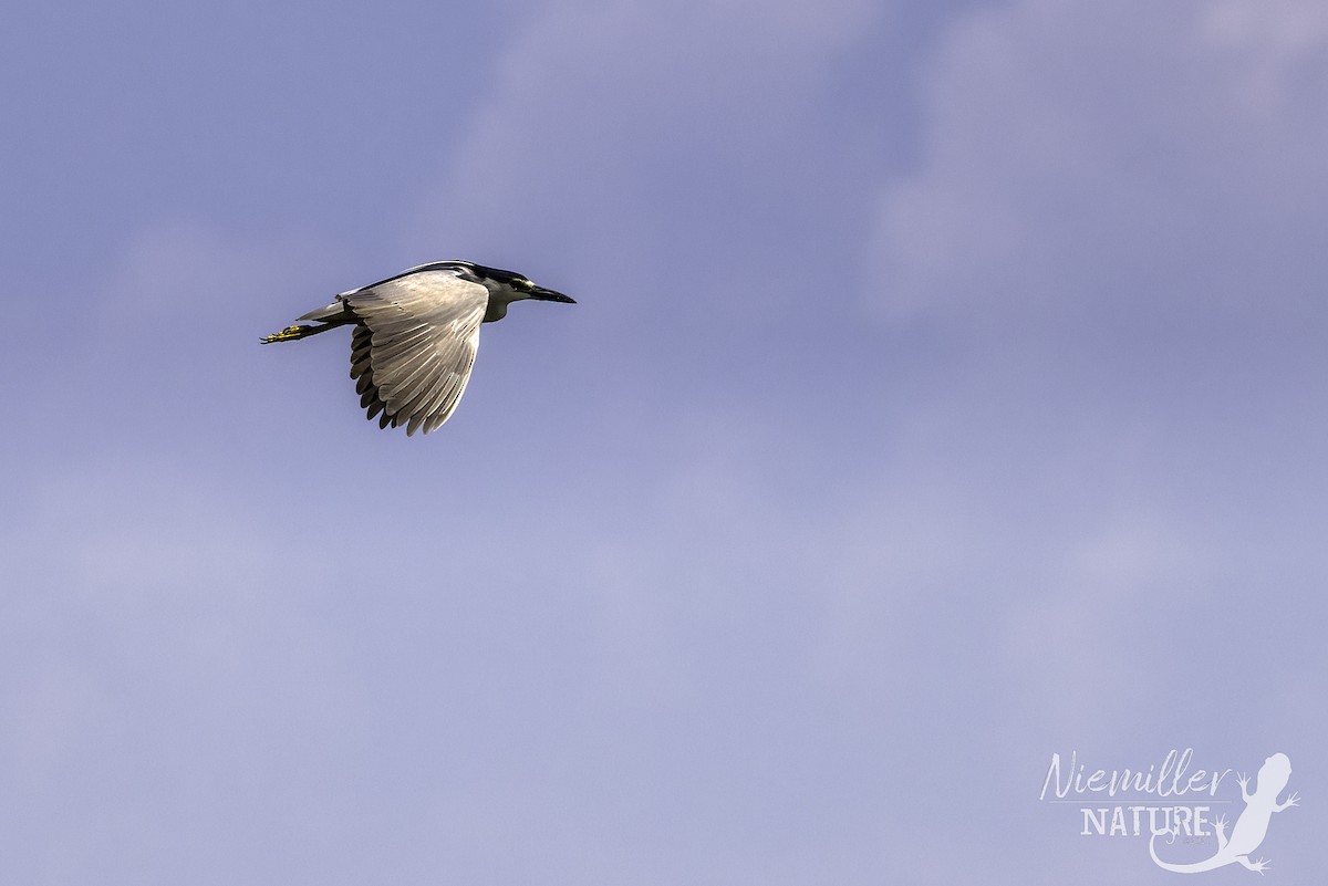 Black-crowned Night Heron - ML466398261