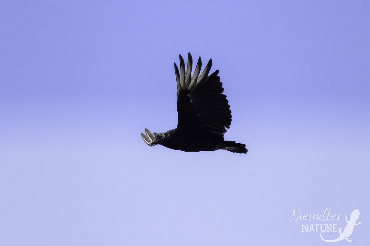 Black Vulture - ML466398341