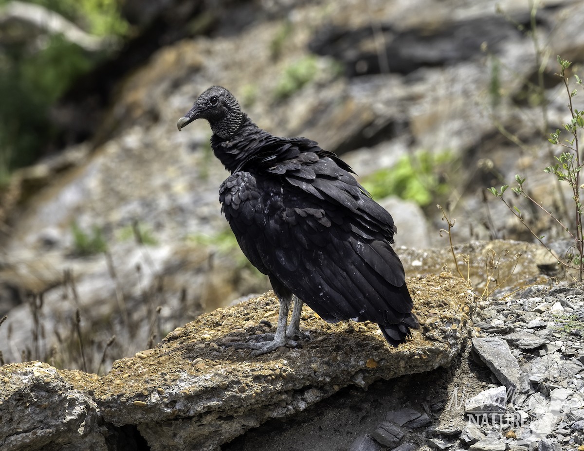 Black Vulture - ML466398381