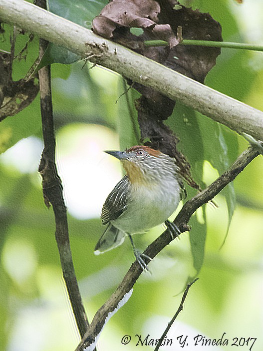 Rusty-crowned Babbler - Martin Pineda