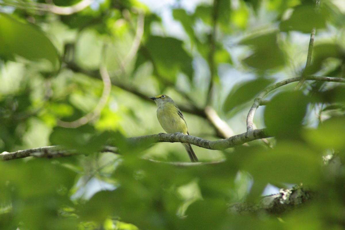 Vireo Ojiblanco - ML466398801