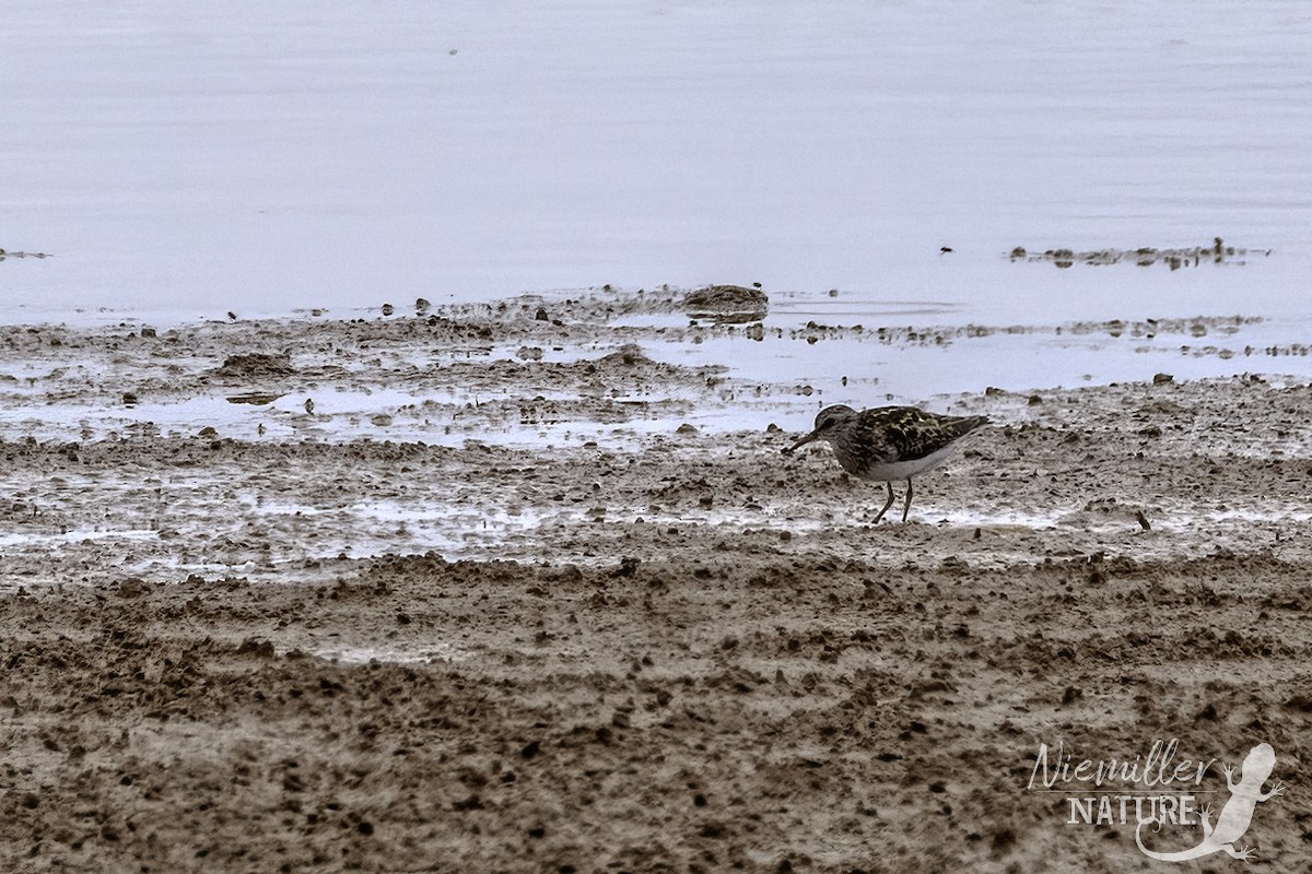 pygmésnipe - ML466399021