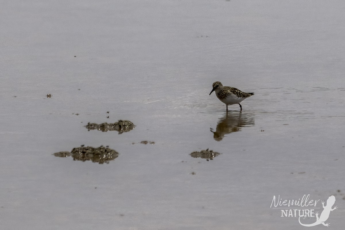 Least Sandpiper - ML466399031