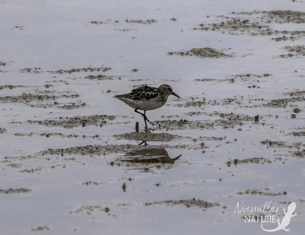 pygmésnipe - ML466399041