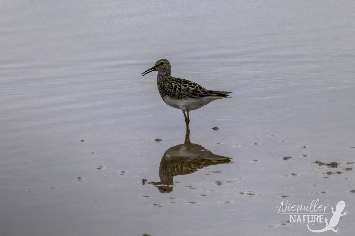 Pectoral Sandpiper - ML466399111