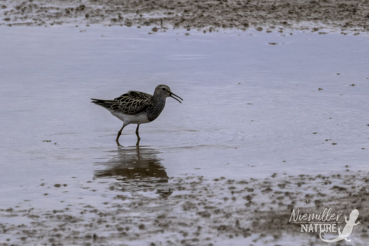 Pectoral Sandpiper - ML466399131