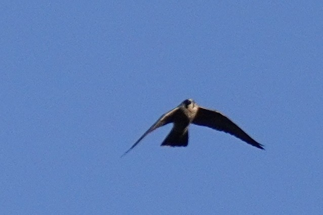 Peregrine Falcon - ML466400391