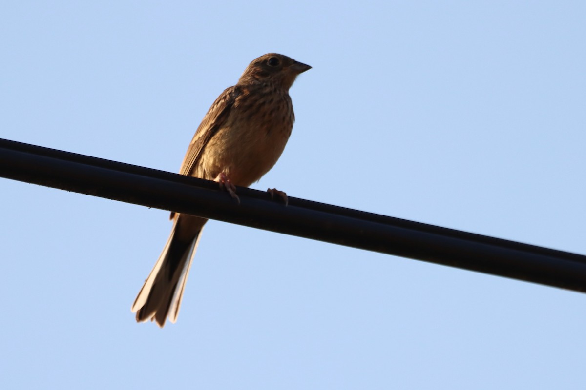 Cirl Bunting - Pedro Miguel Pinheiro