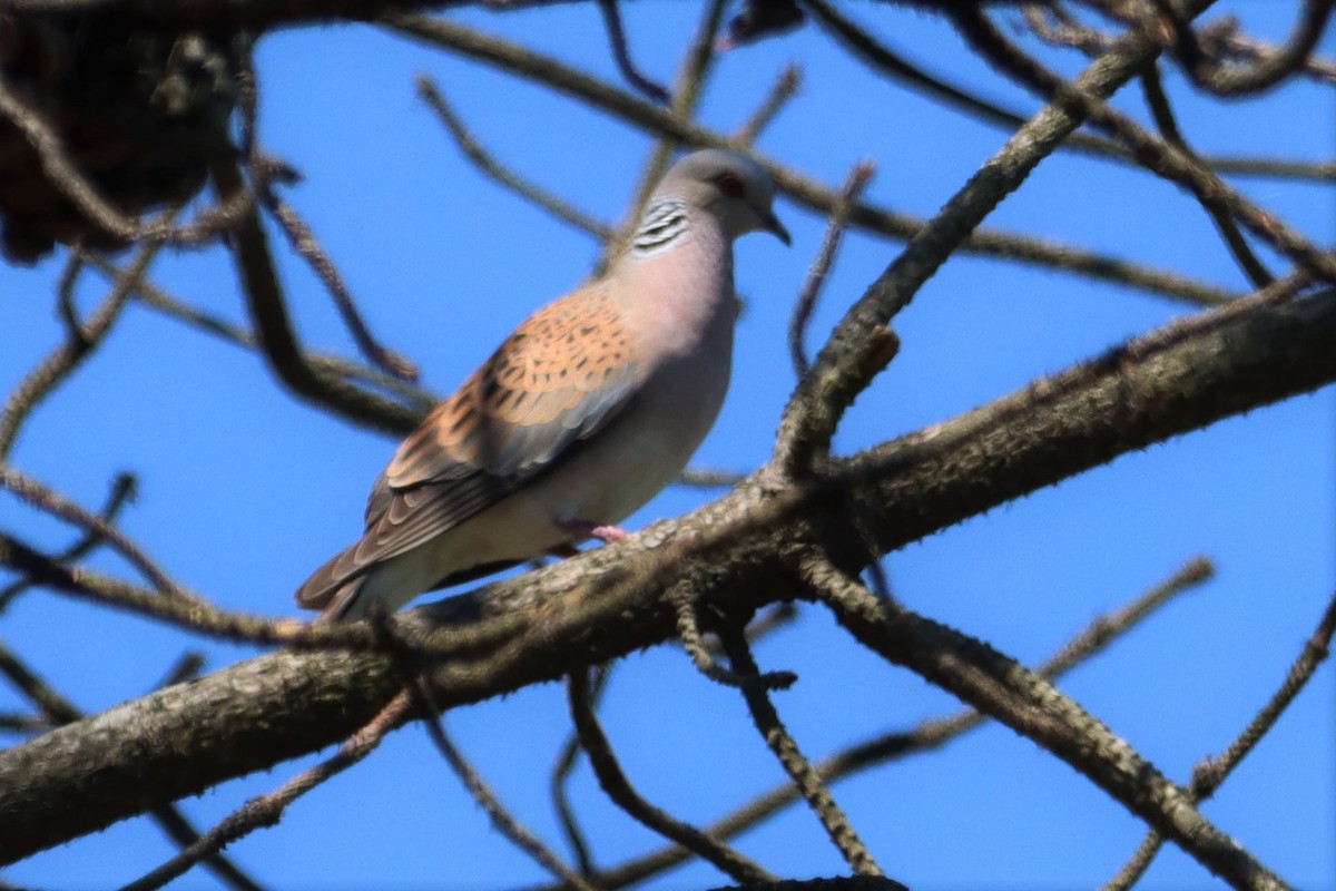 European Turtle-Dove - Pedro Miguel Pinheiro