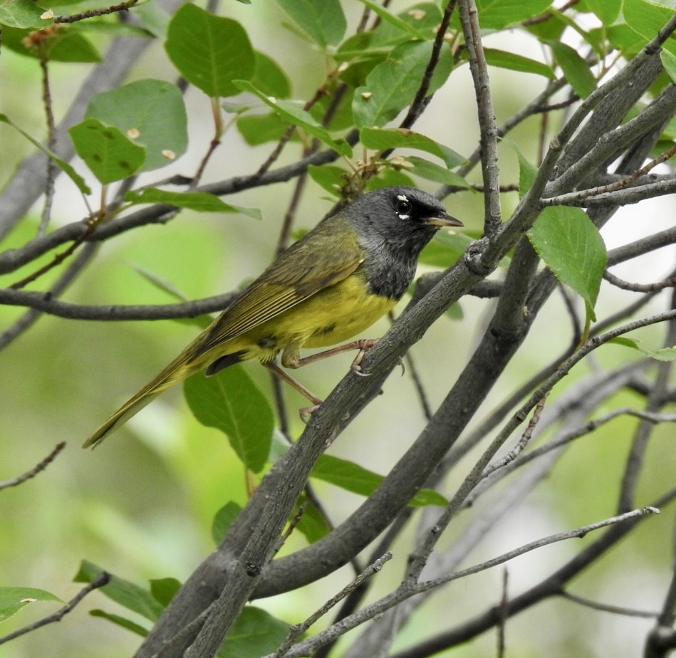 Dickichtwaldsänger - ML466400991