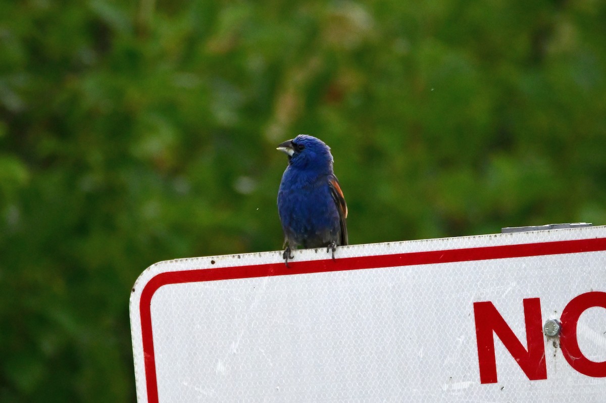 Blue Grosbeak - Trey Weaver