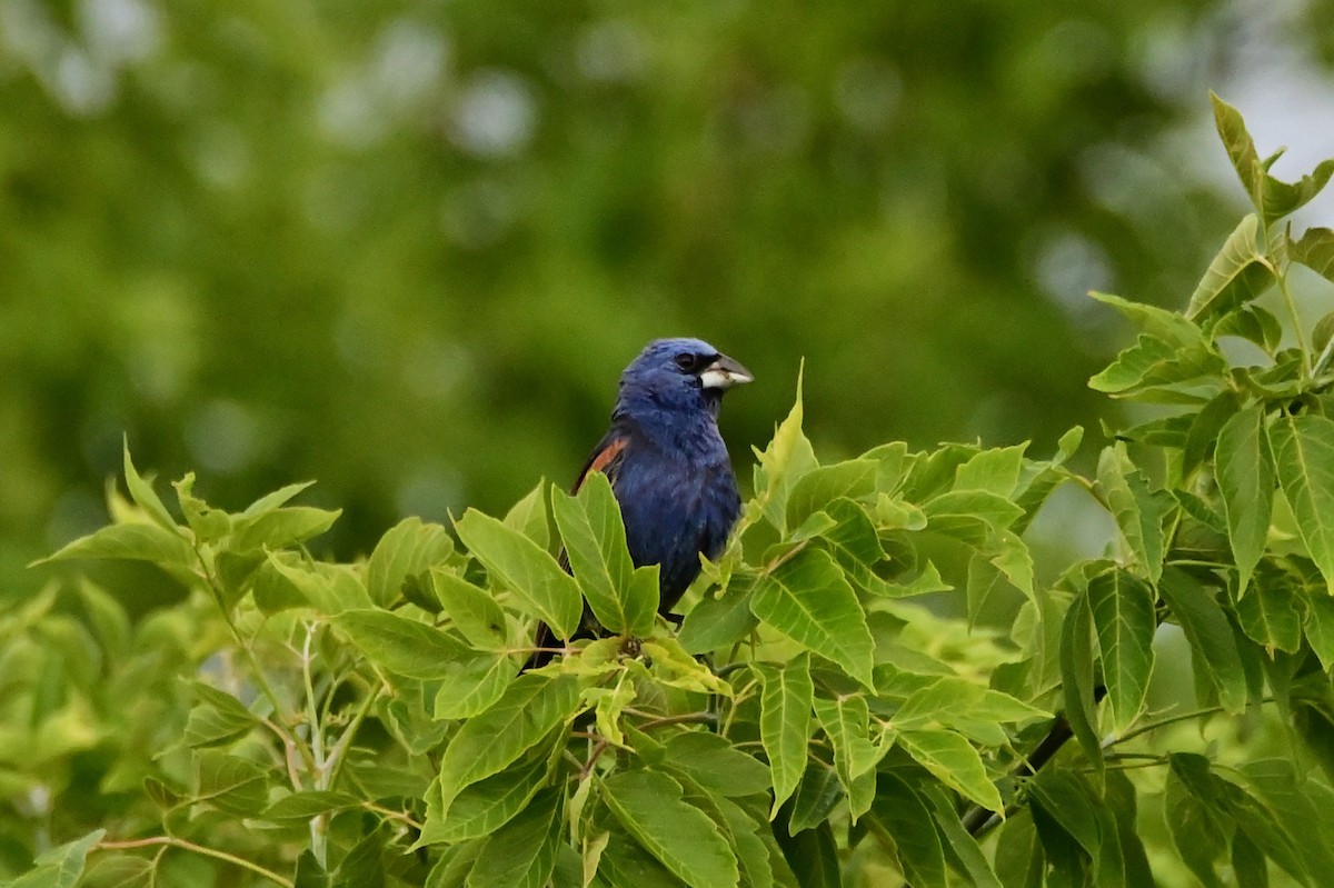 Blue Grosbeak - ML466401711