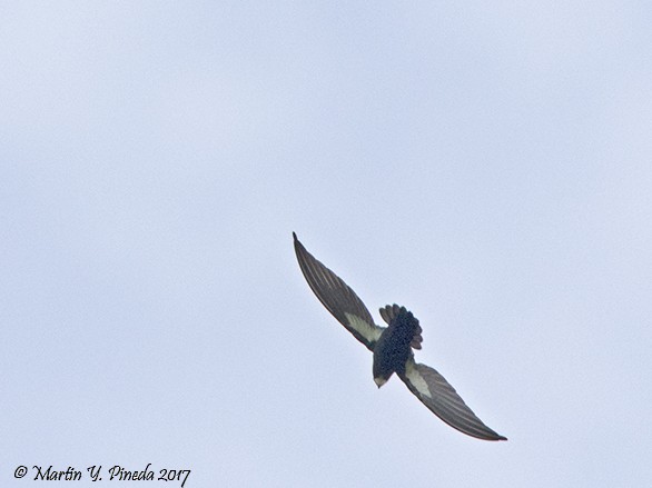 Philippine Spinetail - ML46640201