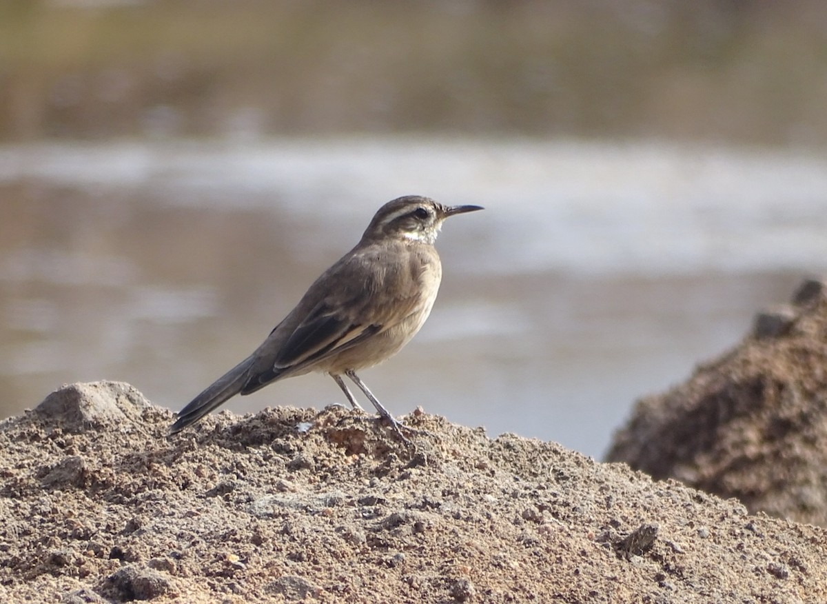 Buff-winged Cinclodes - ML466402511