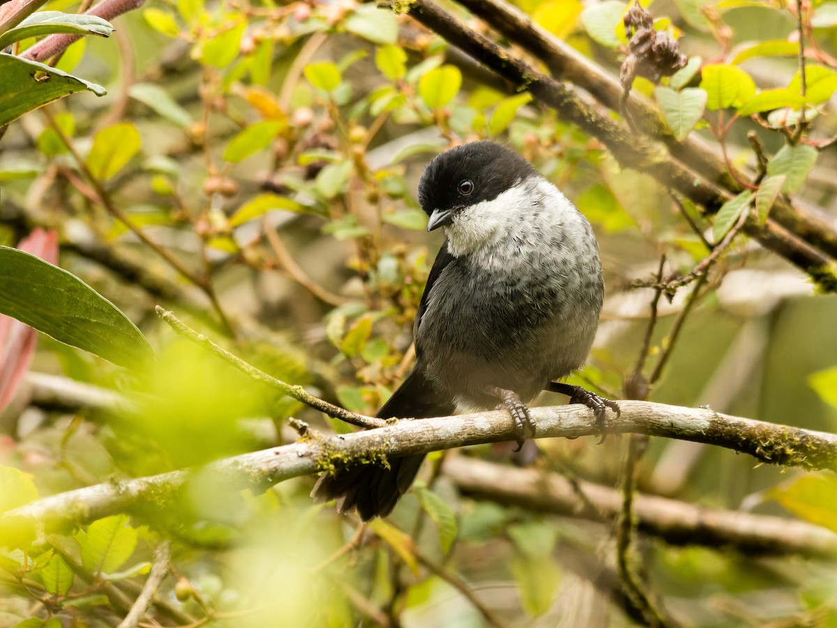 Black-backed Bush Tanager - ML466402741