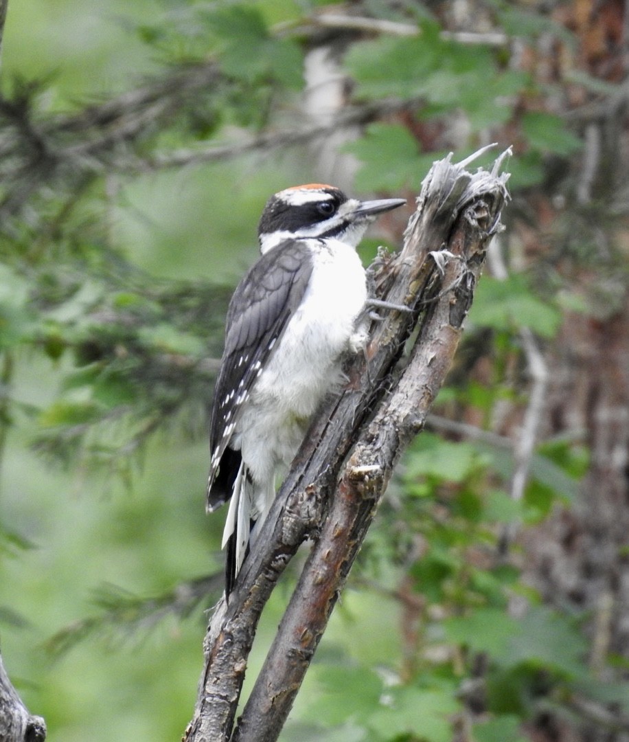 Hairy Woodpecker - ML466403781