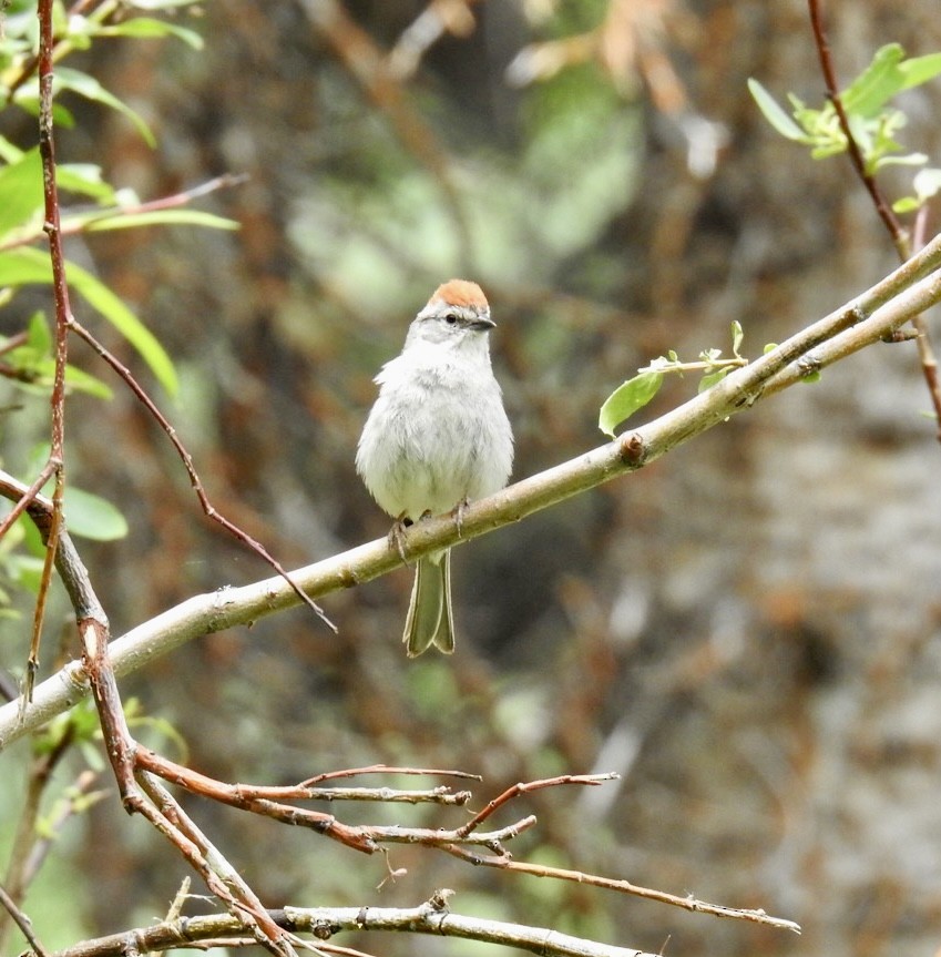 Chipping Sparrow - ML466403881