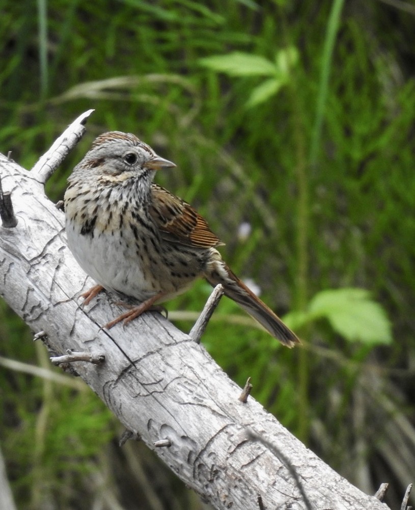 Lincoln's Sparrow - ML466403961