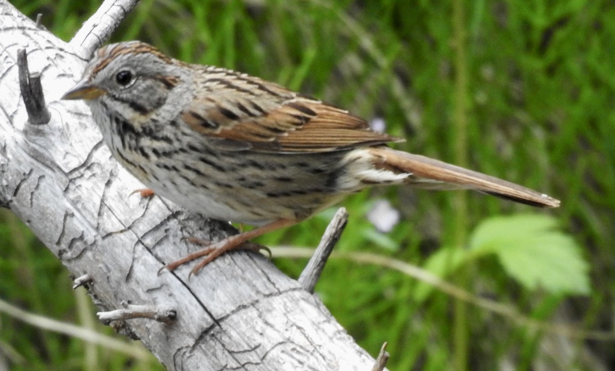 Lincoln's Sparrow - ML466403971