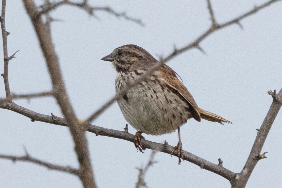 Song Sparrow - Loni Ye