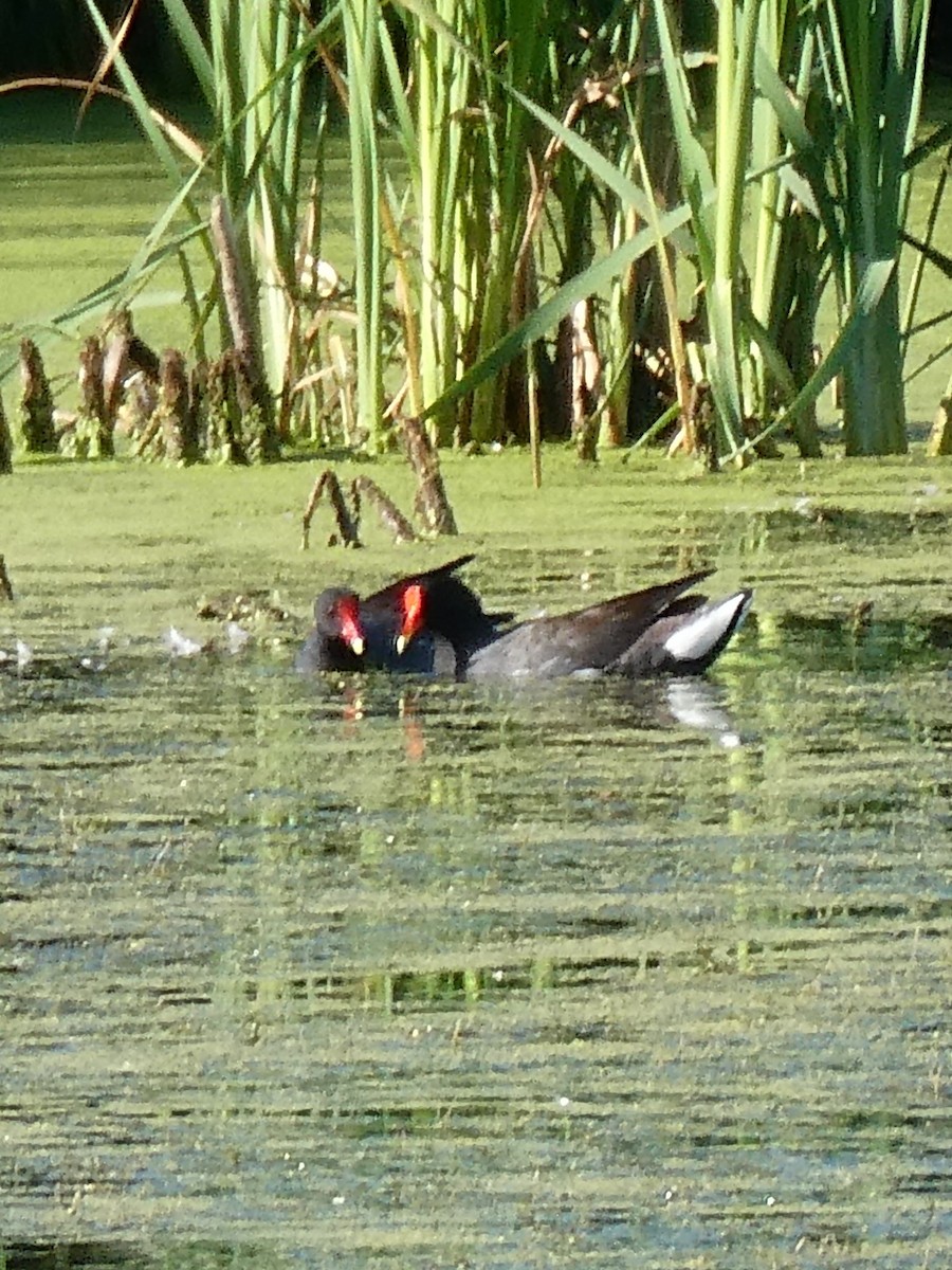 Common Gallinule - K K