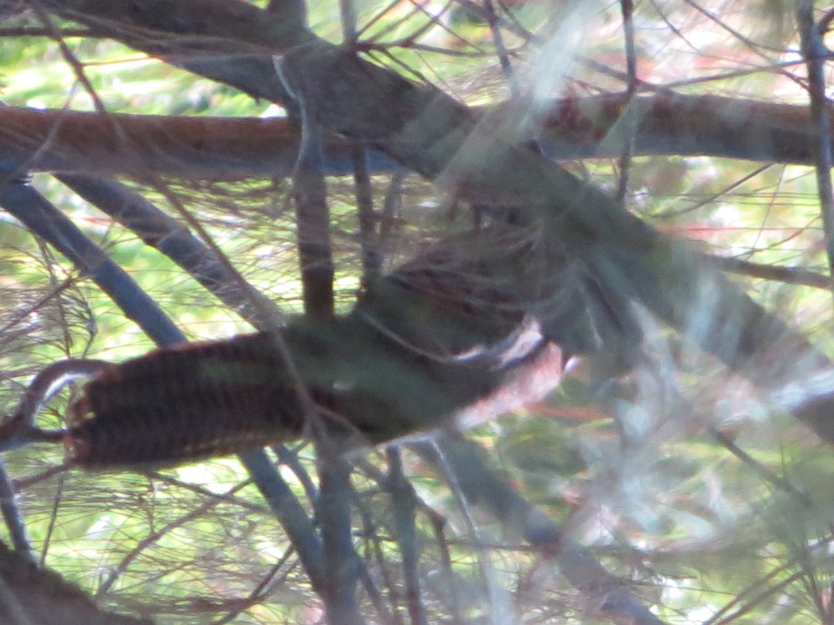 Barred Cuckoo-Dove - Kevin Schwartz