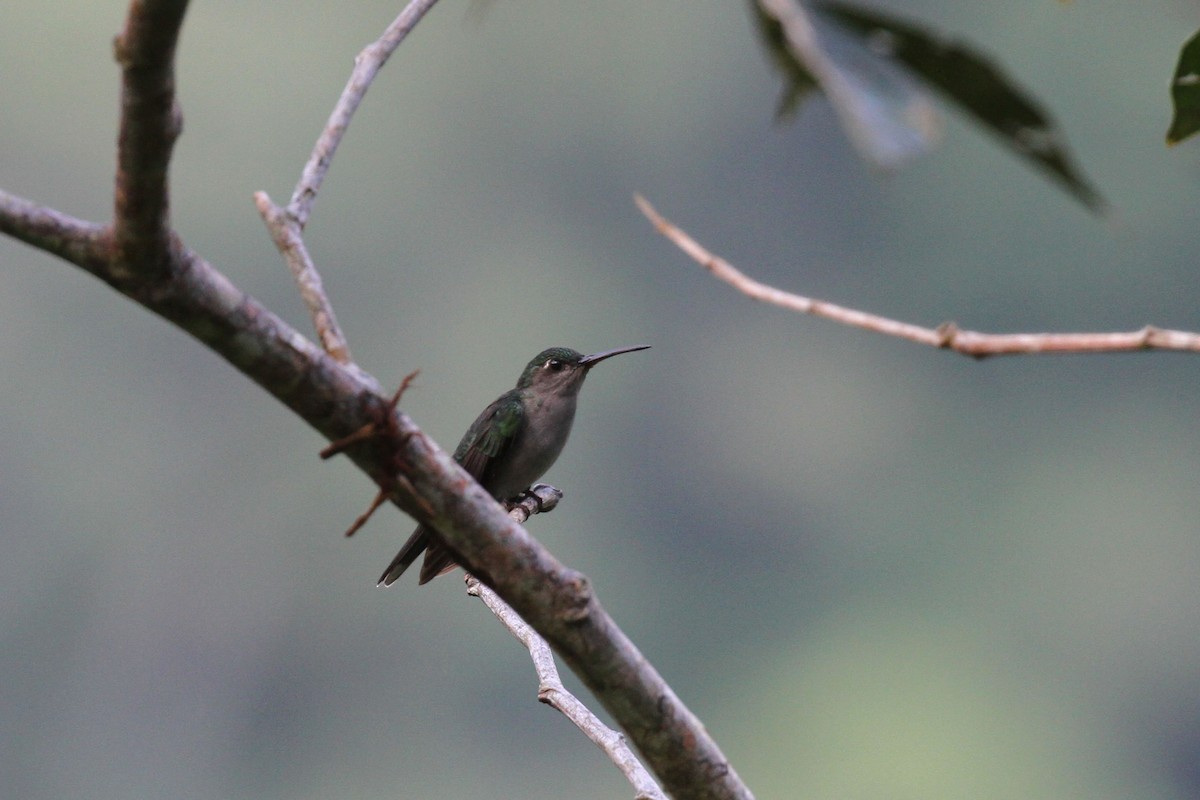 kolibřík šedoprsý - ML466407421