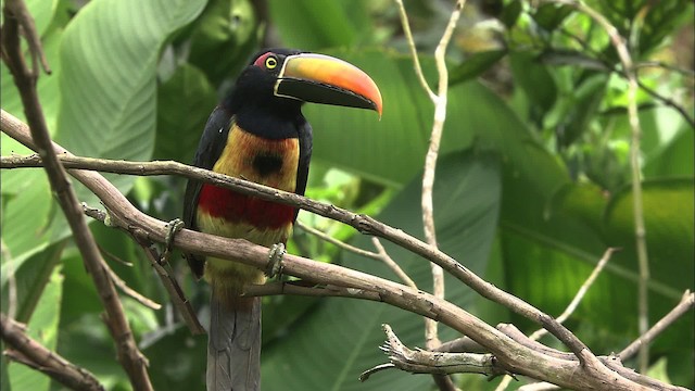 Fiery-billed Aracari - ML466409