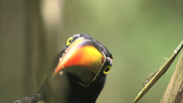 Araçari de Frantzius - ML466410